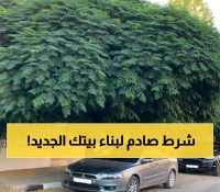 رسمي: أمانة القصيم تشترط زراعة 3 أشجار لكل منزل جديد... وإلا لا بناء!