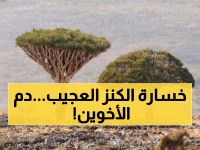 صادم: شجرة عمرها 500 عام تحتضر في سقطرى… هل ستختفي "دم الأخوين" للأبد؟