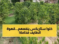 حصري: الطائف تنتج 20 طن سنوياً من "الذهب الأسود"... كيف تتحدى السعودية عمالقة القهوة العالمية؟