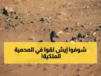 حصري: لحظات إنقاذ البطة المهاجرة في محمية الملك سلمان... قصة مؤثرة هزت المملكة!