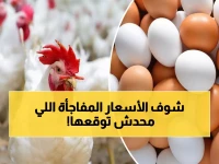 عاجل: أسعار الفراخ والبيض اليوم 27 نوفمبر - استقرار مفاجئ بعد أسابيع من الجنون!