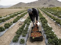 صادم: رغم الحرب... اليمن تكتشف كنزها الأخضر الذي يناسف العالم ويحقق أرباحاً خيالية!