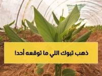 تبوك تصنع التاريخ: أول محصول كركم ذهبي في المنطقة يحقق نجاحاً استثنائياً خلال 8 أشهر!