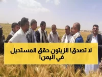 معجزة ريمة: مزارعون يمنيون يحققون 100% نجاح في زراعة الزيتون خلال موسم واحد فقط!