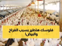 عاجل: أسعار الفراخ تقفز لـ110 جنيه اليوم... والبيض يكسر حاجز الـ100 جنيه!