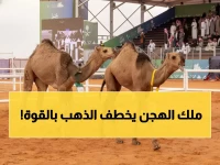 عاجل: نايف العتيبي يحقق لقب الذهب في مهرجان الإبل الأكبر بالمملكة - المنافسة كانت نارية!