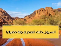 شاهد: أمطار حائل الغزيرة تحول الصحراء لجنة خضراء... والأودية تتدفق بقوة!