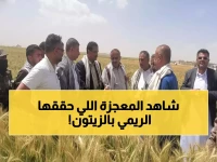 عاجل: مزارعو ريمة يحققون المستحيل... 100% نجاح في زراعة الزيتون خلال موسم واحد فقط!