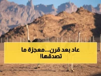 بالصور: عودة مذهلة لطائر الجمل بعد 100 عام انقراض... محمية سعودية تحقق المعجزة البيئية!