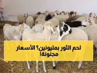 عاجل: صدمة أسعار اللحوم في عدن اليوم... الثور بـ 1.7 مليون والماعز يفوق الـ 230 ألف!