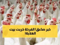 عاجل: انهيار أسعار الدواجن البيضاء 3 جنيهات اليوم… والبلدي يتجاوز الـ100 جنيه للمرة الأولى!