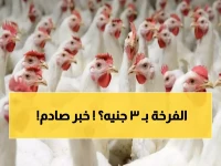 عاجل: انهيار أسعار الدواجن البيضاء 3 جنيهات اليوم… والبلدي يتجاوز الـ100 جنيه للمرة الأولى!