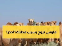 عاجل: غرامة 50 ألف ريال لمن لا يتفقد حيواناته يومياً... والنيابة تحذر من مضاعفة العقوبة!