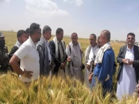 عاجل: معجزة زراعية في ريمة تهز العالم… 100% نجاح لأشجار الزيتون من أول موسم!