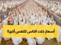 عاجل: أسعار الدواجن والبيض تسجل استقراراً نسبياً في مصر... الفراخ البيضاء بـ70 جنيهاً والبيض يثبت عند 144 جنيهاً!