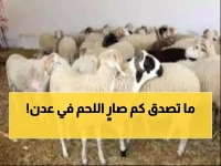 عاجل: انفجار أسعار اللحوم في عدن - الكيلو بـ 350 ألف ريال!