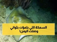 عاجل: سمكة "أبو سَفَن" القاتلة تغزو سواحل اليمن... عشرات الضحايا والسلطات تُحذر: خطر الموت محدق!