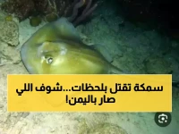 عاجل: سمكة قاتلة تهاجم المواطنين في سواحل اليمن... عشرات الضحايا والوفاة خلال دقائق!