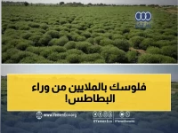 عاجل: اليمن تحقق معجزة اقتصادية بـ "الكمون والبطاطس"... توقف الاستيراد بـ 4 ملايين يورو وتحضر للتصدير!