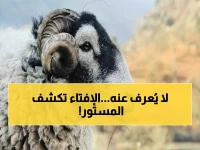 عاجل: دار الإفتاء تحسم الجدل الفقهي الكبير... هل يجب العقيقة عن المولود المتوفى قبل السابع؟