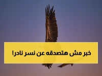 عاجل: لأول مرة في وسط وشرق المملكة.. رصد نسر مهدد بالانقراض فقد 90% من فصيلته!