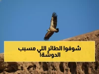 عاجل: أندر طائر في العالم يظهر في السعودية لثالث مرة منذ 40 عاماً... العلماء في حالة صدمة!