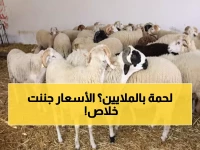 عاجل: أسعار اللحوم تنفجر في عدن صباح اليوم - الثور بـ 1.7 مليون ريال والماعز 230 ألف!