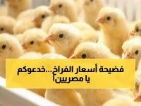 عاجل: وزارة الزراعة تكشف مفاجأة صادمة عن أسعار الكتاكيت... الزيادة بلا مبرر والحقيقة ستصدمك!