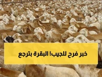 عاجل: السودان يستأنف تصدير الماشية بعد تعليق الضرائب مؤقتاً... هل ينقذ الاقتصاد المتدهور؟