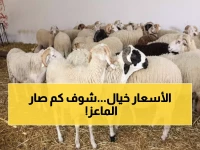 صادم: أسعار المواشي في عدن تنفجر... الماعز بـ230 ألف والثور يصل مليون و750 ألف!