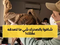 عاجل: اكتشاف صادم شمال السعودية... 7 مومياوات فهود عمرها 1800 عام تكشف سراً مدفوناً!