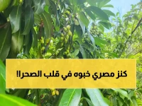 ذهب في قلب الصحراء.. مزارعون مصريون ينجحون في زراعة محصول ثمين سيدفع الاقتصاد المصري إلى العالمية!