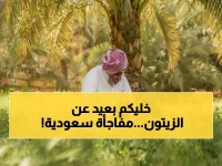 رائحة شوكولاتة غريبة أذهلت الزوار.. فراس الجابر يحقق أول إنجاز عالمي من 23 مليون شجرة زيتون