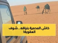 عاجل: ضبط مواطن بـ12 ناقة في محمية ملكية.. غرامة 6000 ريال تهز المربين!