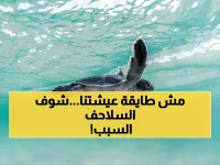 صادم: 212 سلحفاة تموت في البحر الأحمر… الأنشطة البشرية وراء كارثة بيئية تهدد انقراض الأنواع!