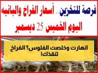 عاجل: انهيار مفاجئ في أسعار الفراخ... هل هذا الوقت المناسب للتخزين قبل رمضان؟