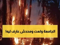 عاجل: حريق غامض يلتهم النخيل بجامعة القاهرة... النيابة تحقق والخبراء في حالة استنفار!