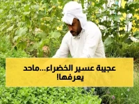 كنز سعودي لن تجده في أي مكان بالعالم إلا في عسير.. نبات نادر يختبئ في الجنوب!