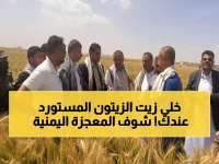 عاجل من ريمة: اكتشاف يهز العالم... مزارعون يمنيون يحققون معجزة 100% ستنهي استيراد الزيتون إلى الأبد!