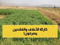 عاجل: السعودية توقف زراعة الأعلاف المعمرة نهائياً 16 نوفمبر… توفر 700% من المياه!