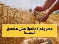 إنجاز تاريخي: مصر تتحدى المستحيل وتحصد المركز الثاني عالميًا في إنتاجية القمح… والوزير يعلن هذا الإنجاز الكبير