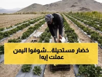 عاجل: معجزة زراعية في قلب الحرب... الفراولة اليمنية تغزو الأسواق وتهزم المستوردة!