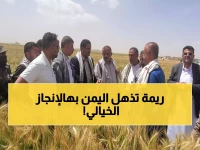 عاجل: مزارعو ريمة يحققون المعجزة... 100% نجاح في زراعة الزيتون خلال موسم واحد فقط!