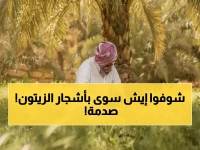 عاجل: مزارع سعودي يصدم العالم بتحويل 23 مليون شجرة زيتون لشوكولاتة ثورية… الطعم الذي حطم قواعد الصناعة!