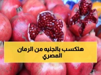 عاجل: الرمان المصري يحقق المستحيل بشهادة دولية - يصل لـ68 دولة ويصبح مصدر فخر في 136 ألف طن!