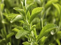 حصري: نجاح زراعي صادم في السعودية… نبات واحد قد يُلغى السكر للأبد - العثور على كنز في نجران!