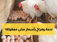 صدمة رمضان: الفراخ البيضاء تقفز لـ105 جنيه والساسو يخترق حاجز الـ130 جنيه!