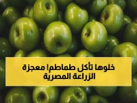 مستحيل أصبح حقيقة: كيف صعدت مصر كعملاق زراعي لتحصد المركز الثاني في أفريقيا بانتاج 7.5 مليون طن صادرات؟