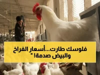 عاجل: أسعار الفراخ تصدم المصريين… 115 جنيه للكيلو والبيض يقترب من 140 جنيه!