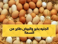 عاجل: صدمة جديدة في أسعار البيض بمصر... كرتونة بـ155 جنيه والارتفاع مستمر!